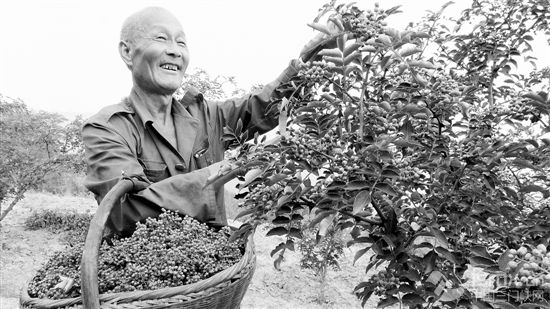 8月3日,湖滨区高庙乡小安村花椒种植大户李小蛋在采摘丰收的